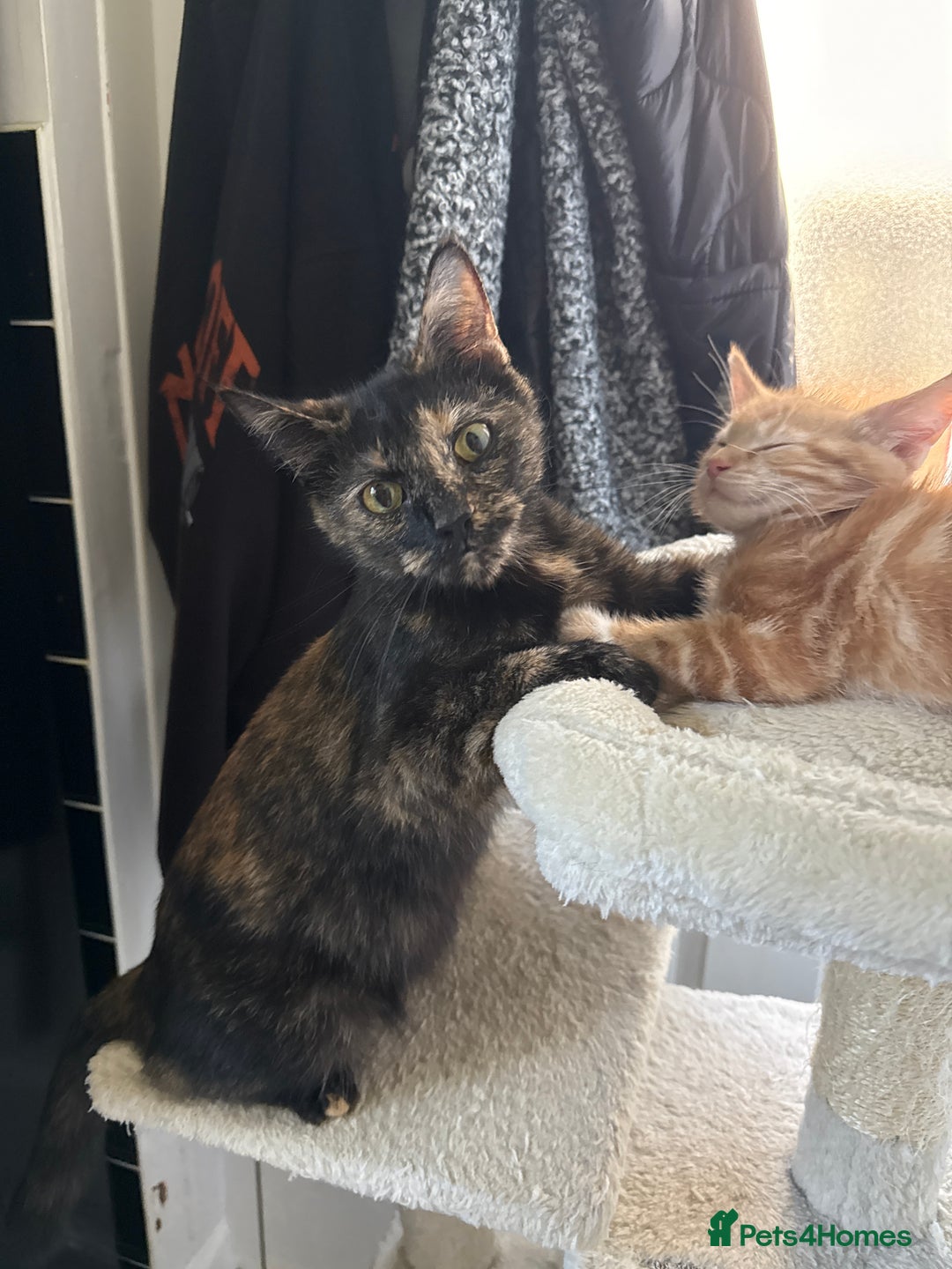 Mixed Breed cats for sale: Last ginger boy  - Image 4