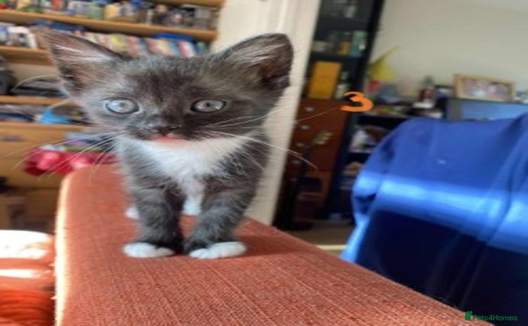 Mixed Breed cats - Advert 8