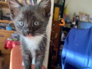 Mixed Breed cats - Advert 6