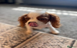 Cavalier King Charles Spaniel dogs for sale: 🐶KC- LAST 1 Cavalier King Charles Boy ready 🏡 💙 - Image 1