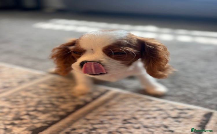 Cavalier King Charles Spaniel dogs - Advert 1