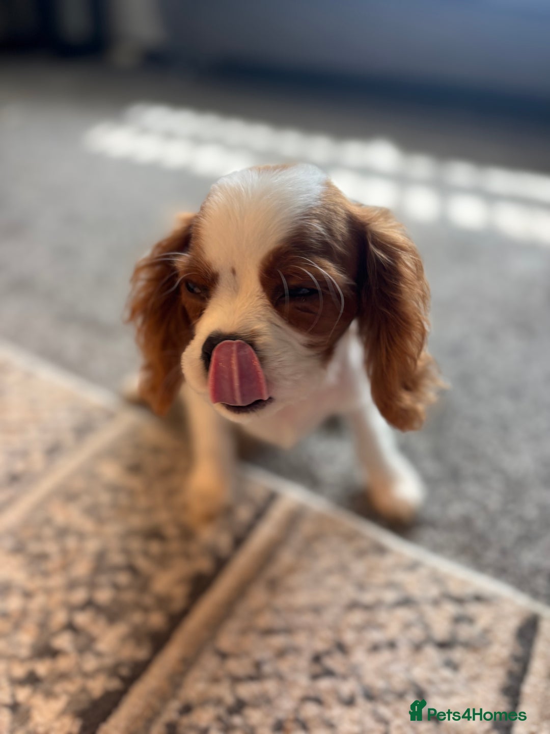 Cavalier King Charles Spaniel dogs for sale: 🐶KC- LAST 1 Cavalier King Charles Boy ready 🏡 💙 - Image 1