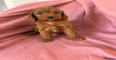 Cockapoo dogs - Advert 2