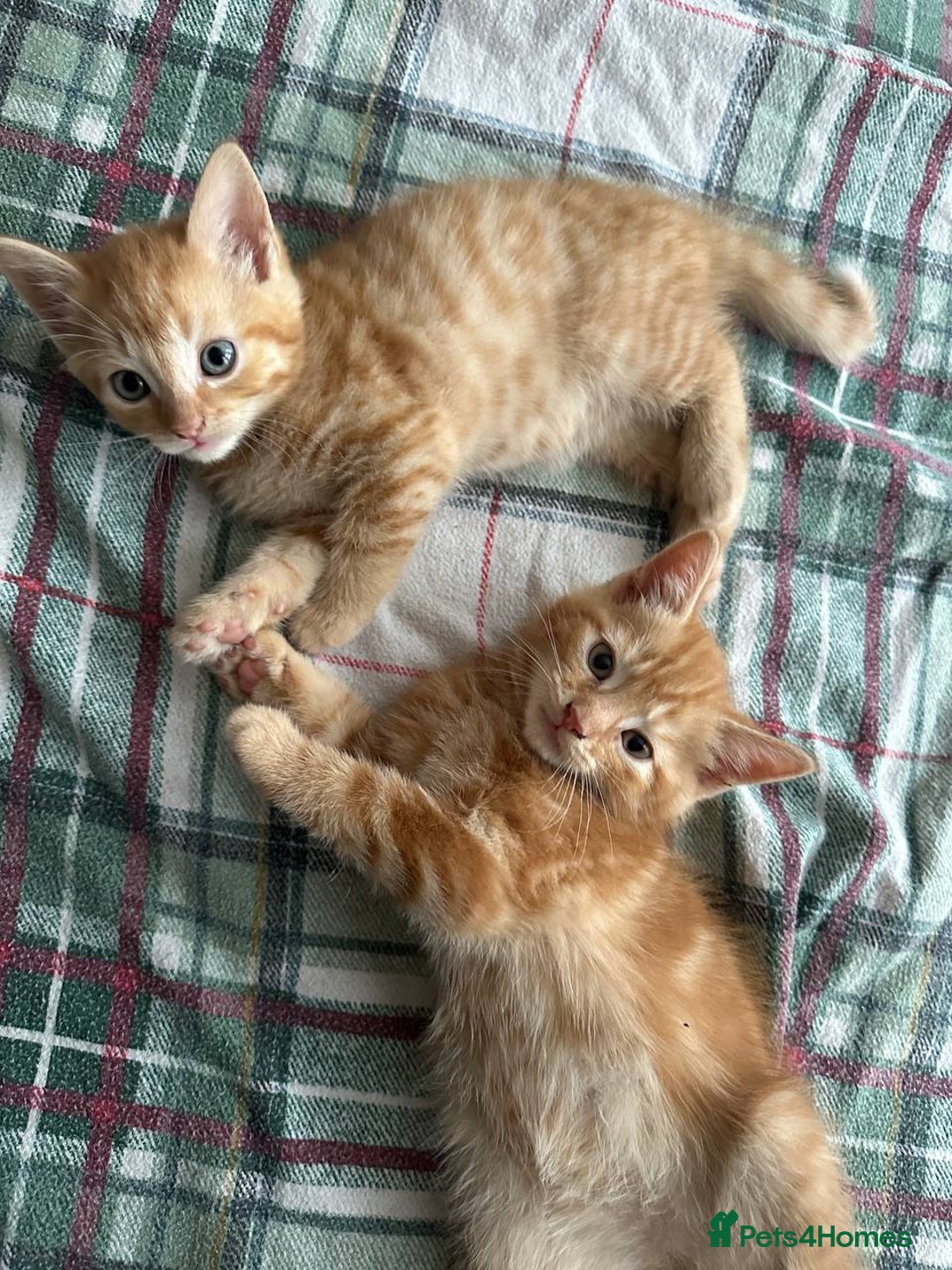 Domestic Shorthair cats for sale: 6 kittens - ready to move to new loving families - Advert 12