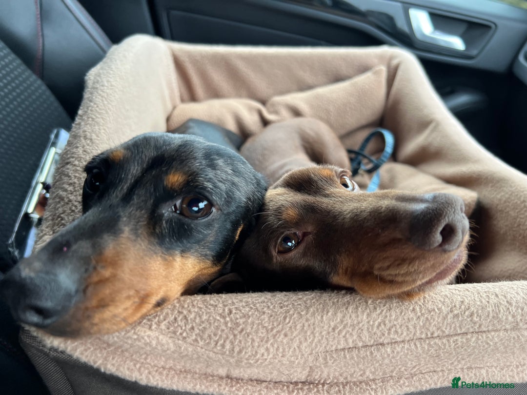 Miniature Dachshund dogs for sale: Black & tan boy, KC reg, PRA clear, low coi score - Image 11