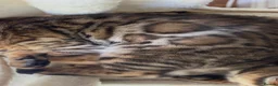 Bengal cats for sale: TICA Registered Bengal Kitten - Stunning Rosettes - Advert 5