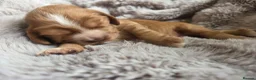 Cocker Spaniel dogs for sale: RKC SHOW COCKER SPANIEL PUPPIES EXTENSIVELY HEALTH - Advert 4