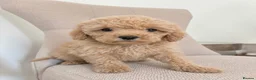 Cavapoo dogs for sale: LAST CAVAPOO GIRL🐶🥰❤️ in Staines - Advert 2
