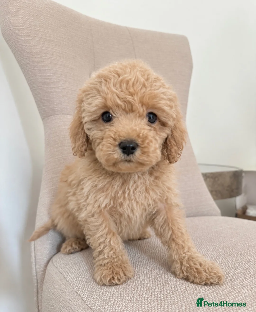 Cavapoo dogs for sale: LAST CAVAPOO GIRL🐶🥰❤️ in Staines - Advert 2