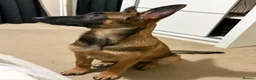 Mixed Breed dogs for sale: Kali  - Advert 1