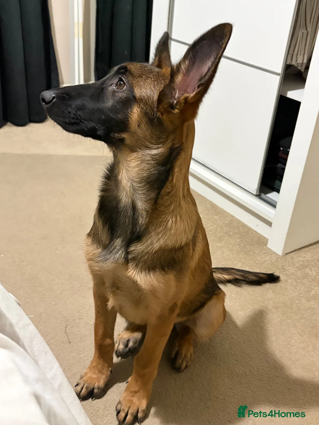 Mixed Breed dogs for sale: Kali  - Advert 1