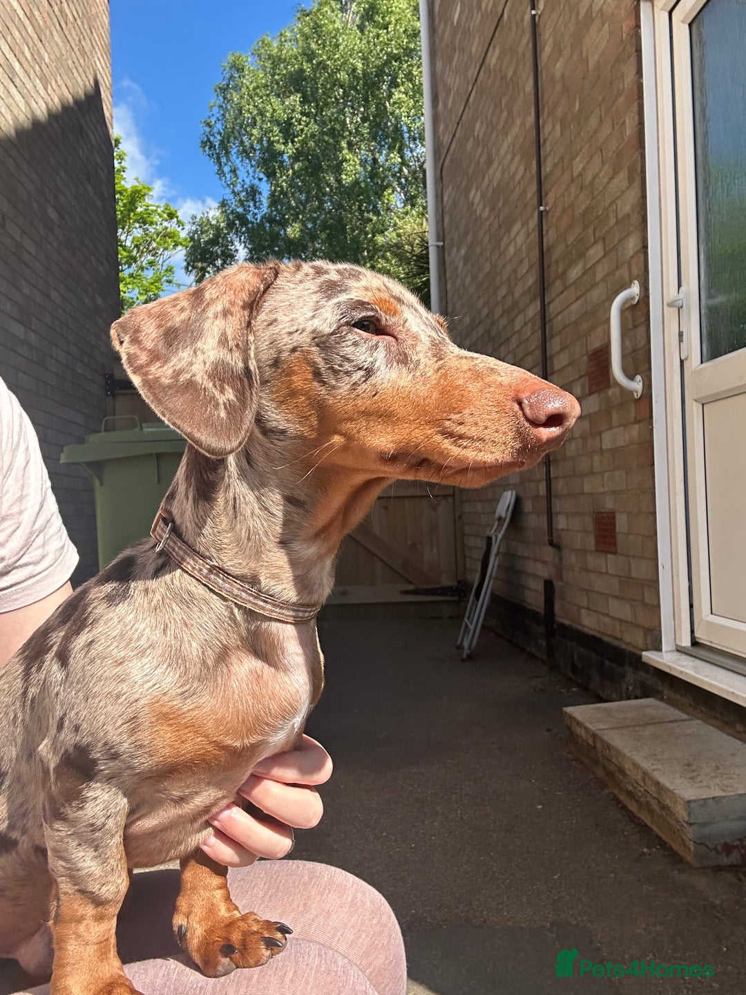 Miniature Dachshund dogs for sale: Miniature Chocolate Dapple Dachshund  - Image 11