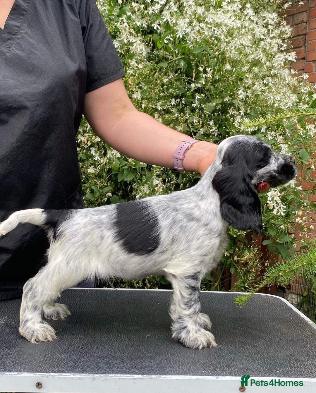 Cocker Spaniel dogs for sale: Show Line Cockers!!! - Image 1