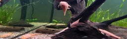 Plecos fish for sale: Albino Brislenose Plecos - Advert 2