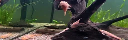Plecos fish for sale: Albino Brislenose Plecos - Advert 2
