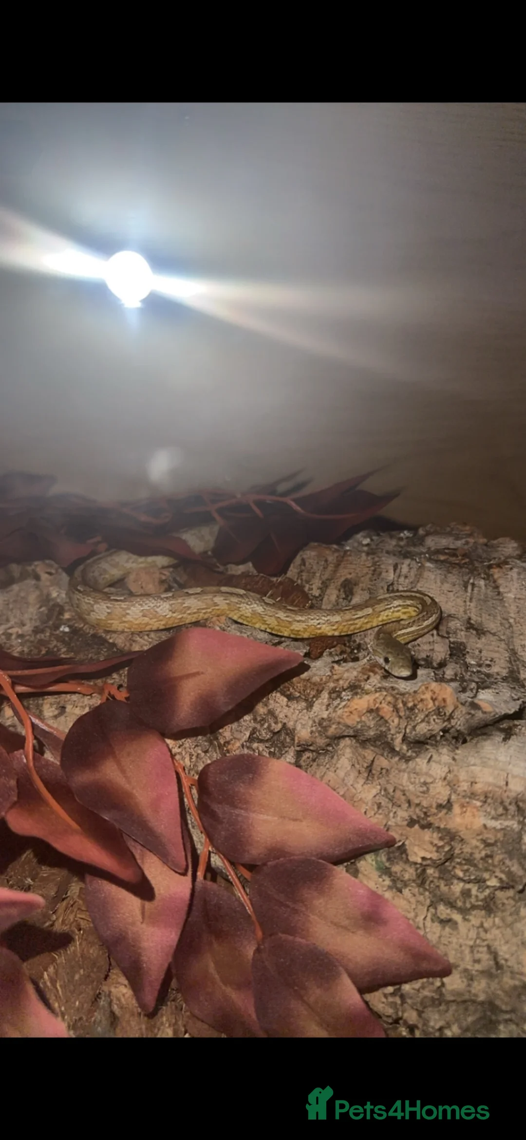 Corn Snake reptiles for sale: Beautiful Caramel Corn Snake & Full 3ft Setup - Advert 1