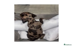 Dachshund dogs for sale: Dachshund puppies  - Image 7