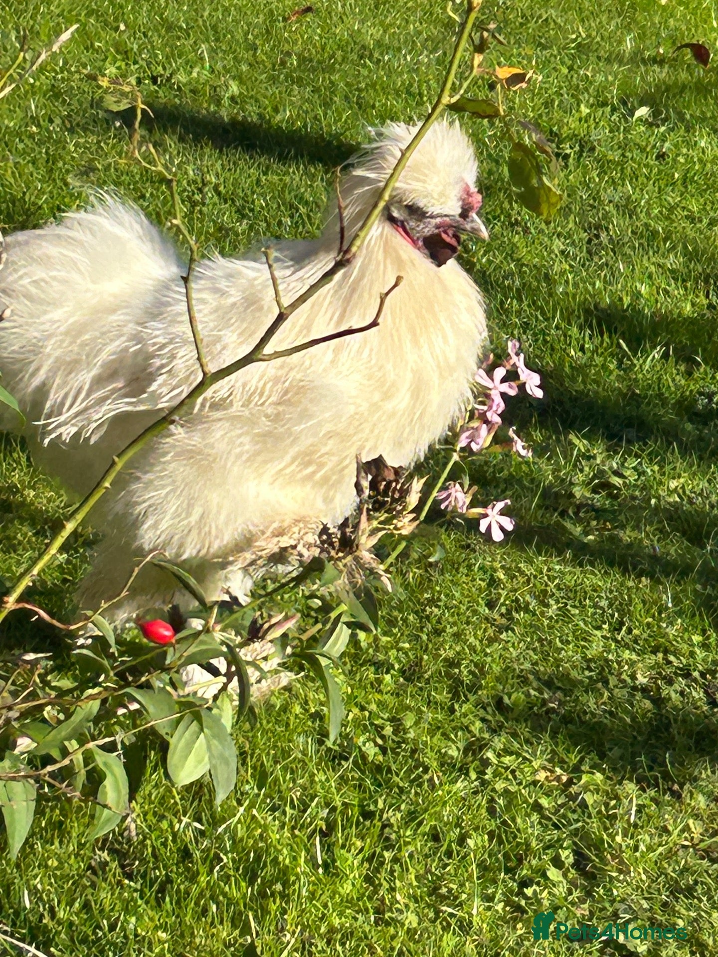 Chickens poultry Beautiful pure silkie chickens hens & roosters - Advert 1