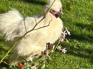 Chickens poultry Beautiful pure silkie chickens hens & roosters - Advert 1