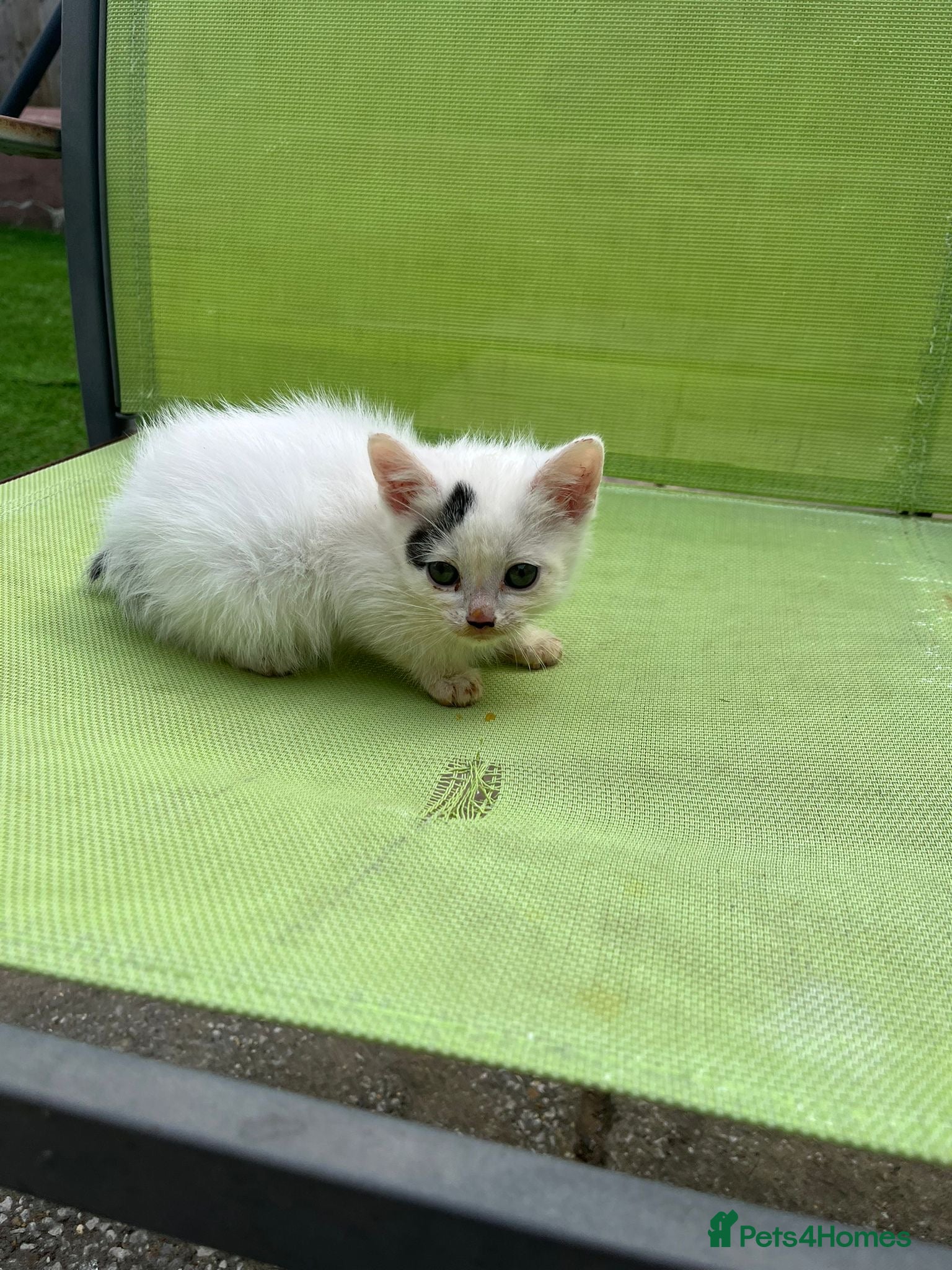 Mixed Breed cats Pretty Kittens ready now - Advert 2