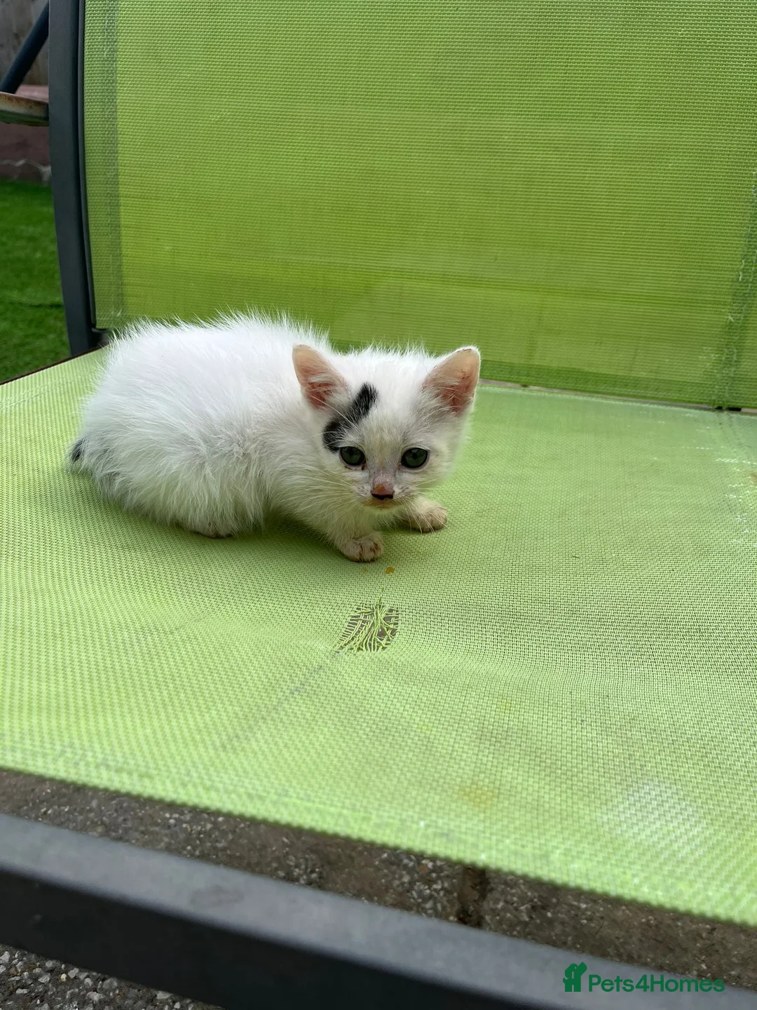 Mixed Breed cats for sale: Pretty Kittens ready now - Advert 1