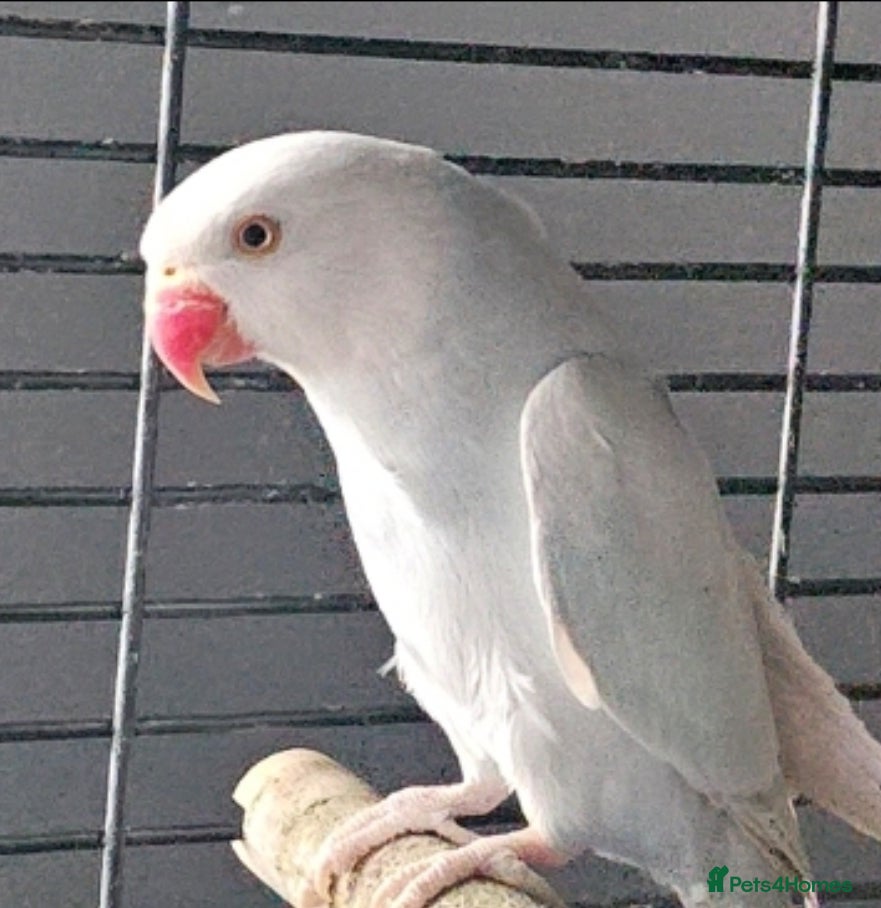 Ringnecks birds for sale: Ringneck in Witham - Advert 2