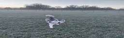 Siberian Husky dogs for sale: Thor  - Advert 5