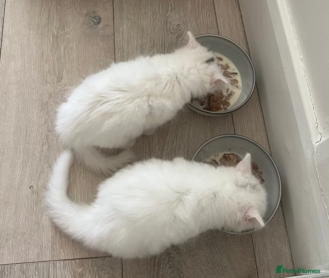 Maine Coon cats for sale: One female left in London - Advert 5