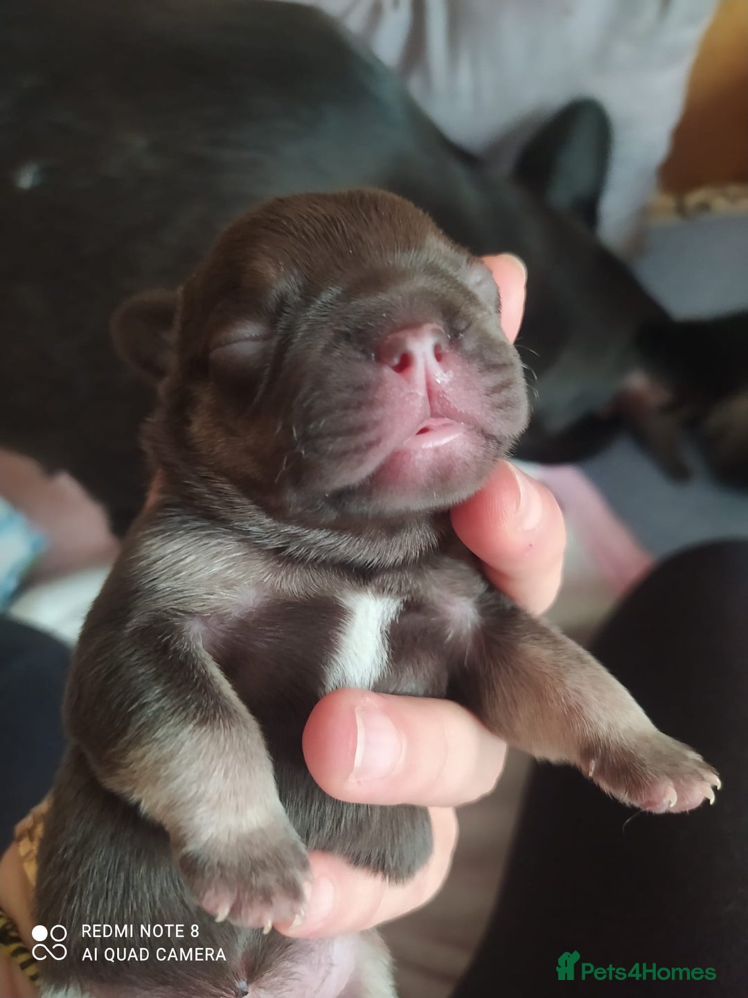 French Bulldog dogs for sale: KC French Bulldog girls puppies pure blue - Image 14