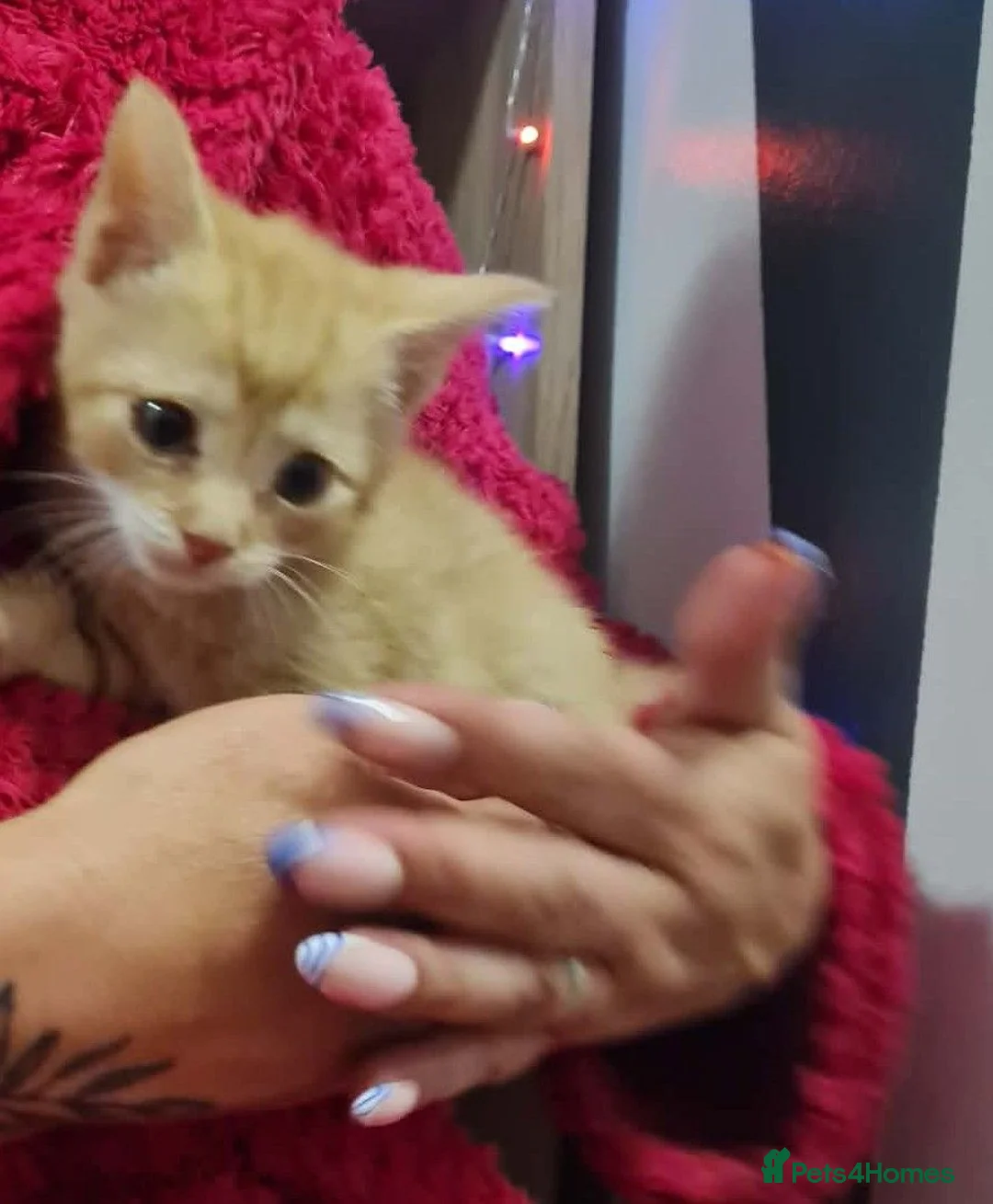 Mixed Breed cats for sale: Kittens  - Advert 2