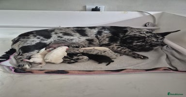 French Bulldog dogs - Advert 2