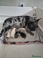 French Bulldog dogs - Advert 2