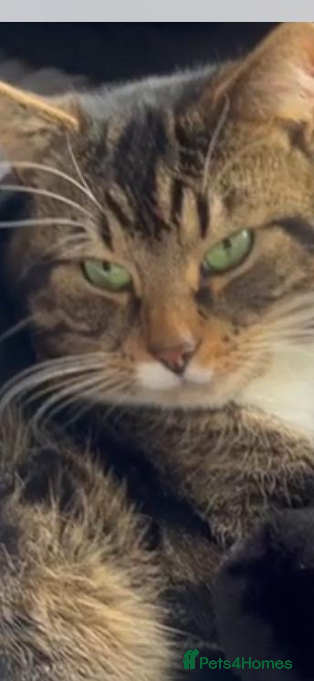 Mixed Breed cats for adoption: Rescue cat, Boysie (6yrs) needs second chance - Image 2