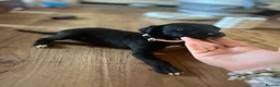 Whippet dogs for sale: Ready now!kcregistered❤️ - Advert 25