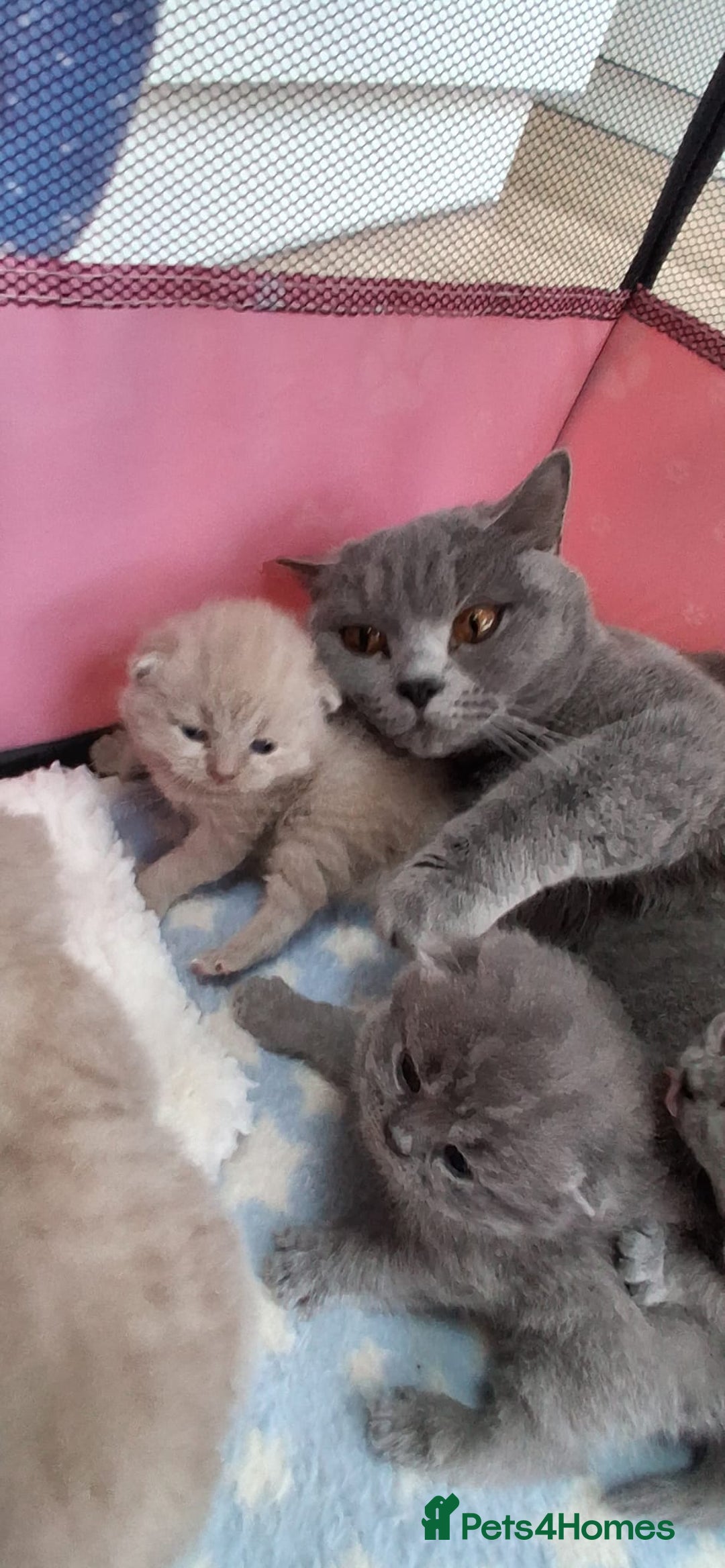British Shorthair cats for sale: Stunning British Short Hair Kittens - Advert 2