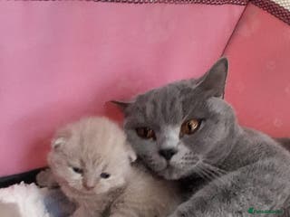 British Shorthair cats Stunning British Short Hair Kittens - Advert 1