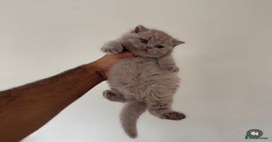 British Shorthair cats - Advert 10