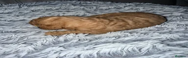 Mixed Breed 5