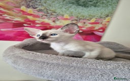 Oriental cats for sale: Oriental and Siamese Gccf registered kittens. - Image 9