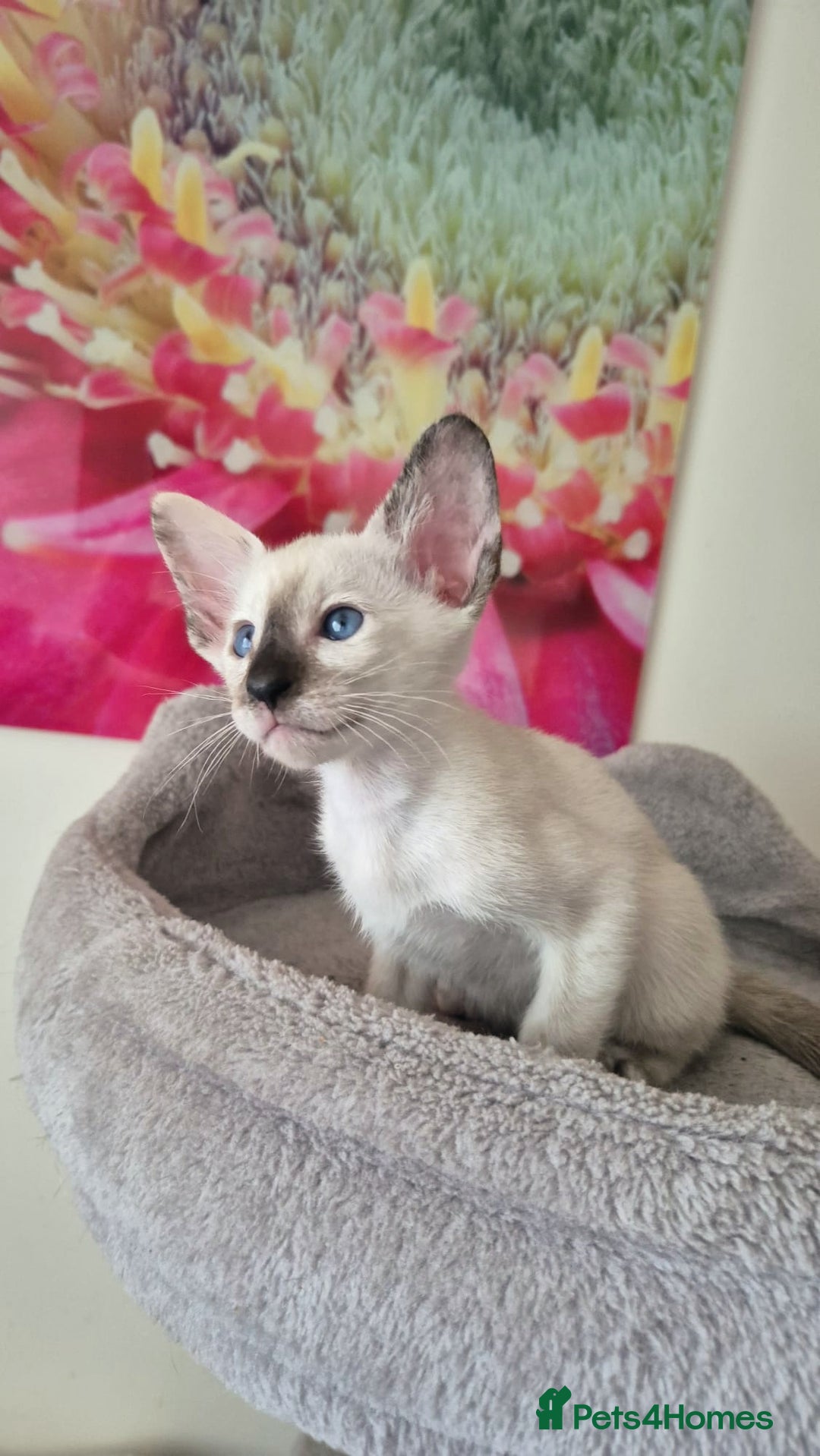 Oriental cats for sale: Oriental and Siamese Gccf registered kittens. - Image 9
