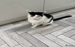 Mixed Breed cats for sale: 2 female cats - Image 1