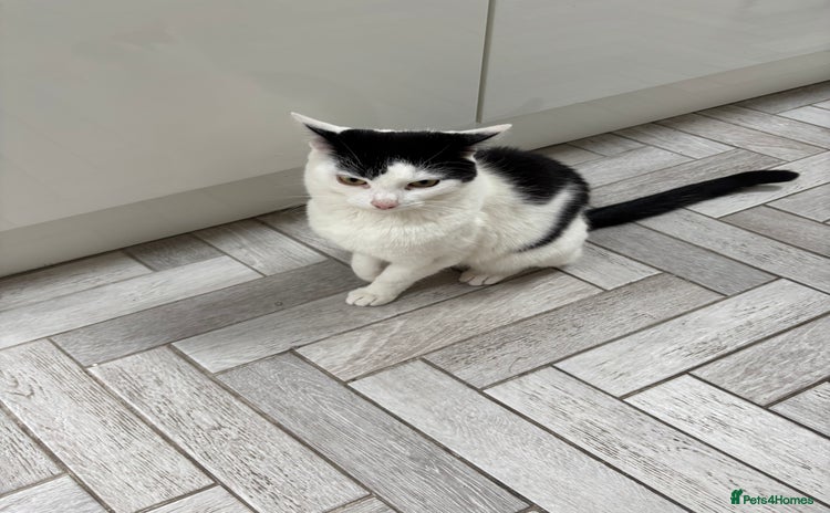 Mixed Breed cats - Advert 4