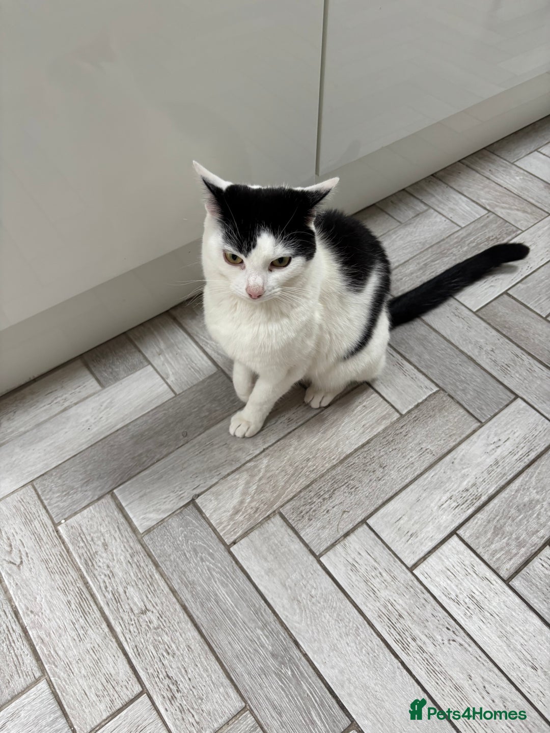 Mixed Breed cats for sale: 2 female cats - Image 1