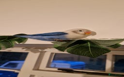 Lovebirds birds for sale: Hand Reared LOVEBIRD and cage with accessories  - Image 2