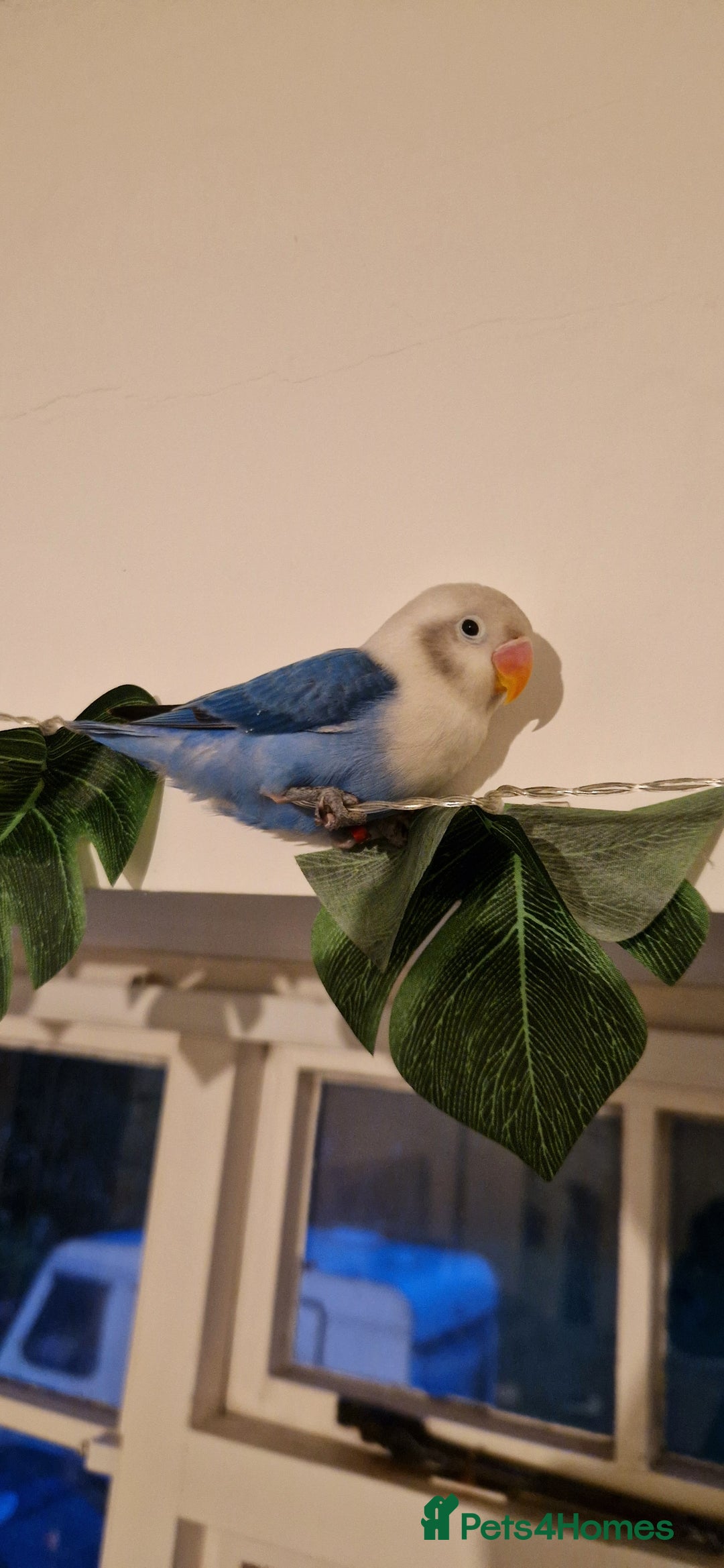 Lovebirds birds for sale: Hand Reared LOVEBIRD and cage with accessories  - Image 2