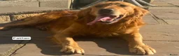 Golden Retriever dogs for sale: 🐶 Beautiful Golden Retriever Puppies for Sale ❤️ in Middlesbrough - Advert 3