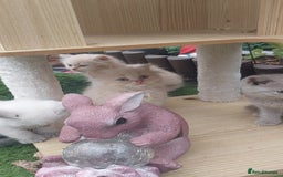 British Shorthair cats for sale: ♥️ Fun Loving British Shorthair Kittens♥️ - Image 10