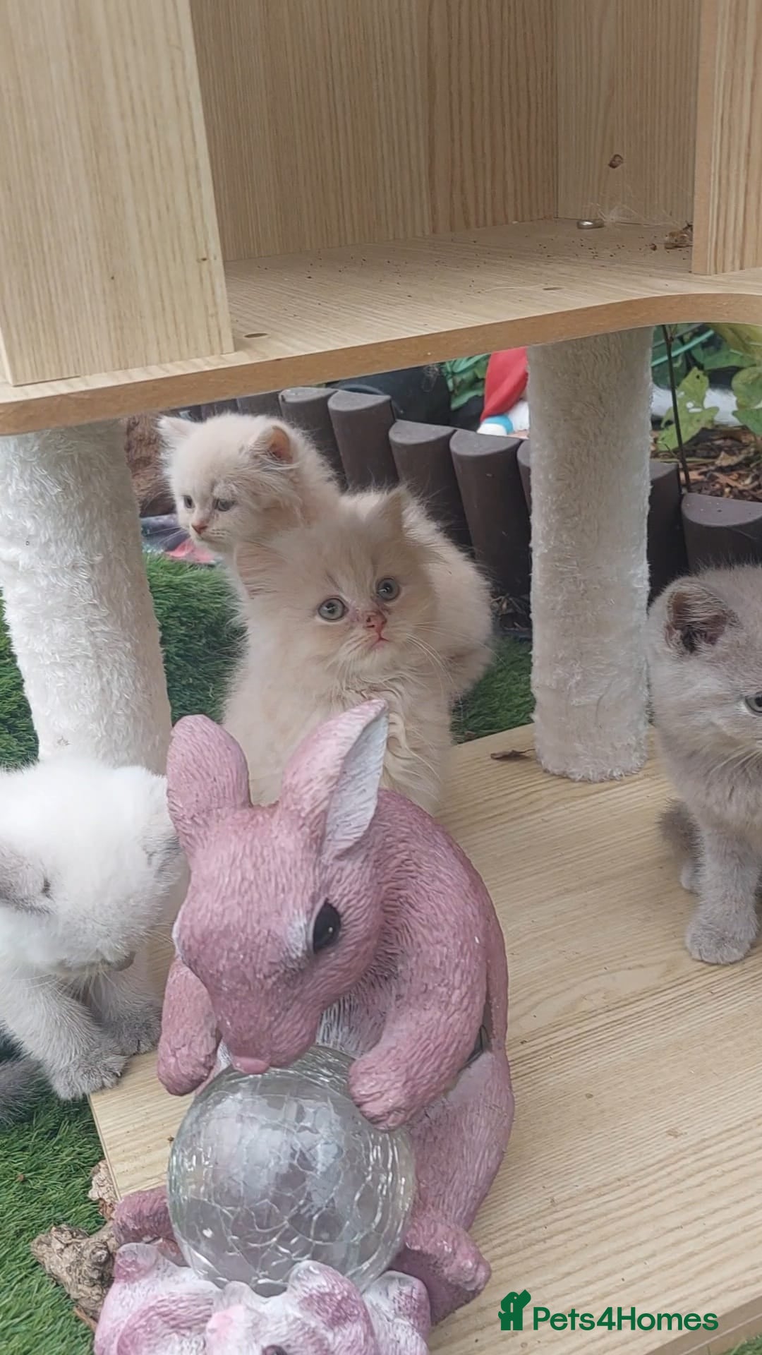 British Shorthair cats for sale: ♥️ Fun Loving British Shorthair Kittens♥️ - Image 10