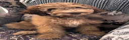 Goldendoodle dogs for sale: medium golden doodles  waiting list expected july  - Advert 11