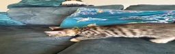 Mixed Breed cats for sale: 4 amazing coloured kittens - Advert 13
